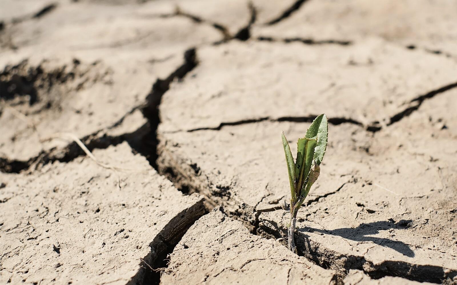 $225 Billion in Exposure: How Water Stress and Invasive Species Are Already Reshaping Corporate