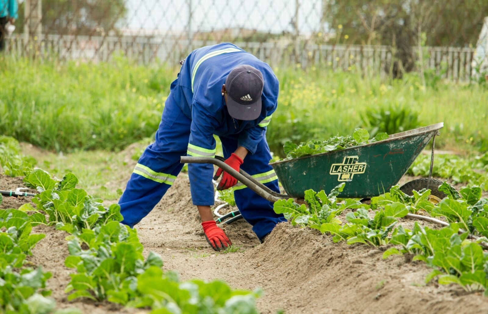 Africa’s Agricultural Science Needs Investment And Policy To Reach Farmers