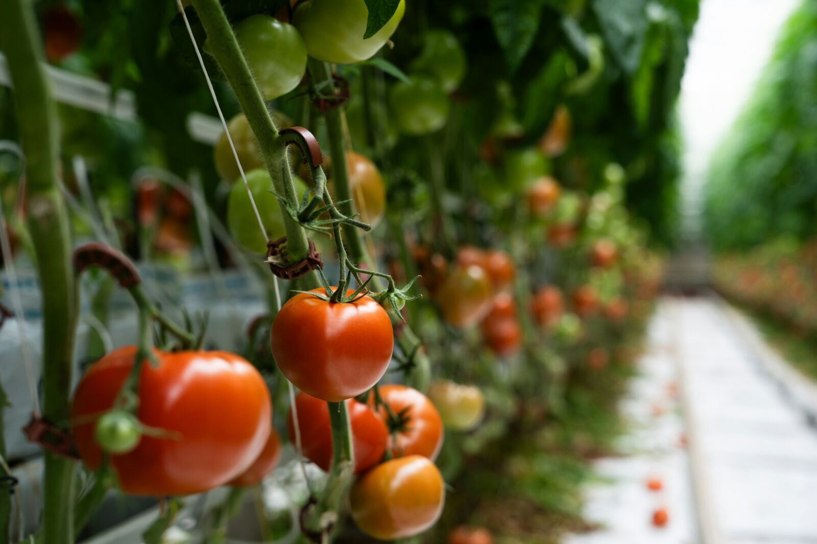 Africa’s Food Future Depends on Smarter Land, Water and Soil Choices