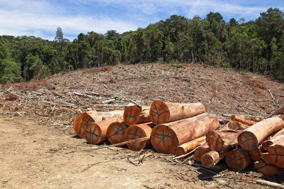 Africa Faces Rising Forest Loss As Global Progress Trails Its 2030 Goals