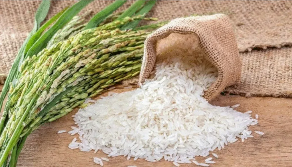 AfricaRice and AATF target rice productivity gap driving Africa's growing import dependence