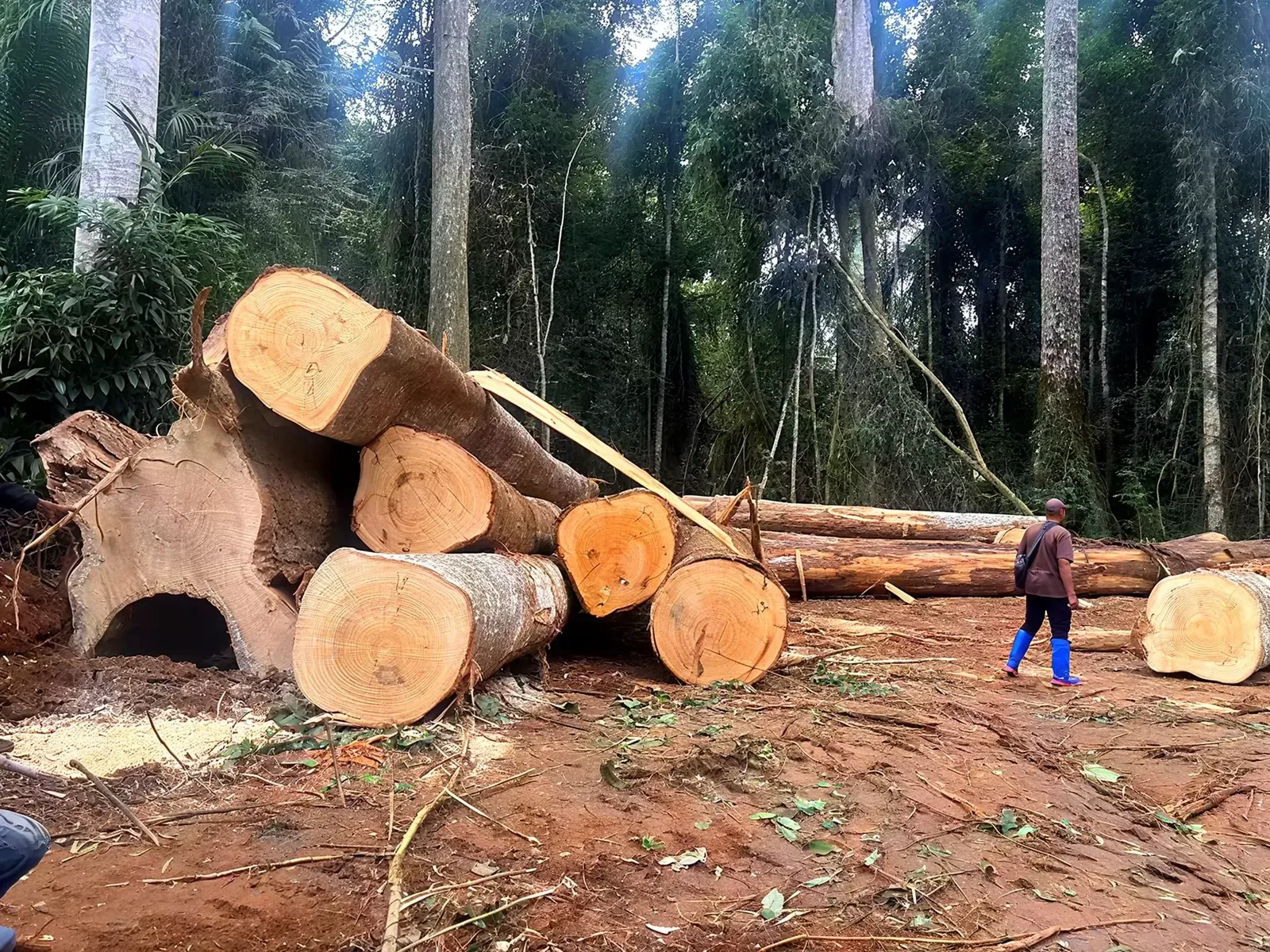 Africa's Forest Crisis: From Carbon Sink to Source, and the $15 Billion Path Back