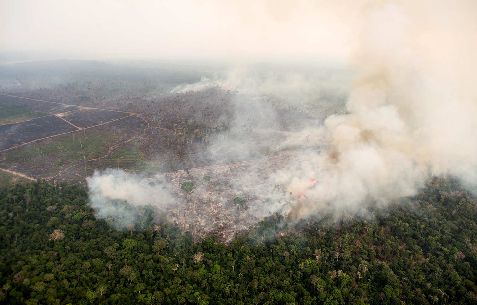Amazon Wildfire Pollution Weakens Surviving Trees and Deepens Hidden Forest Carbon Losses