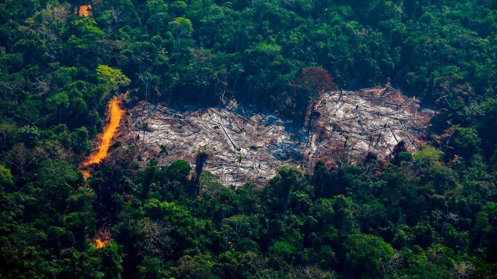 Businesses Turn to TNFD as Nature Loss Becomes a Material Financial Risk