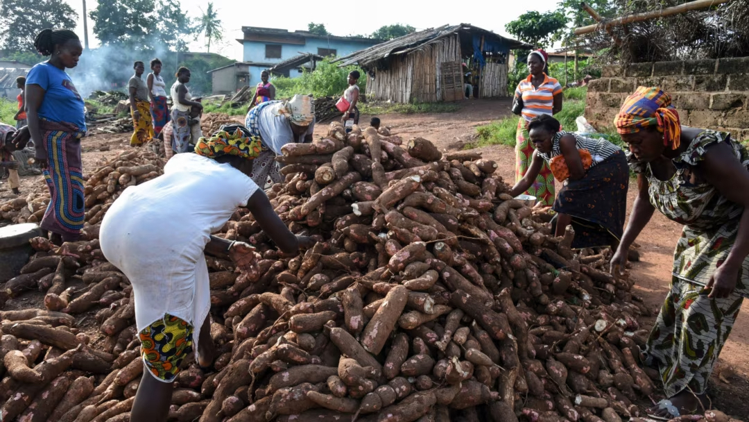 Cassava’s Global Science Gap Exposes Africa’s Missed Value Opportunity