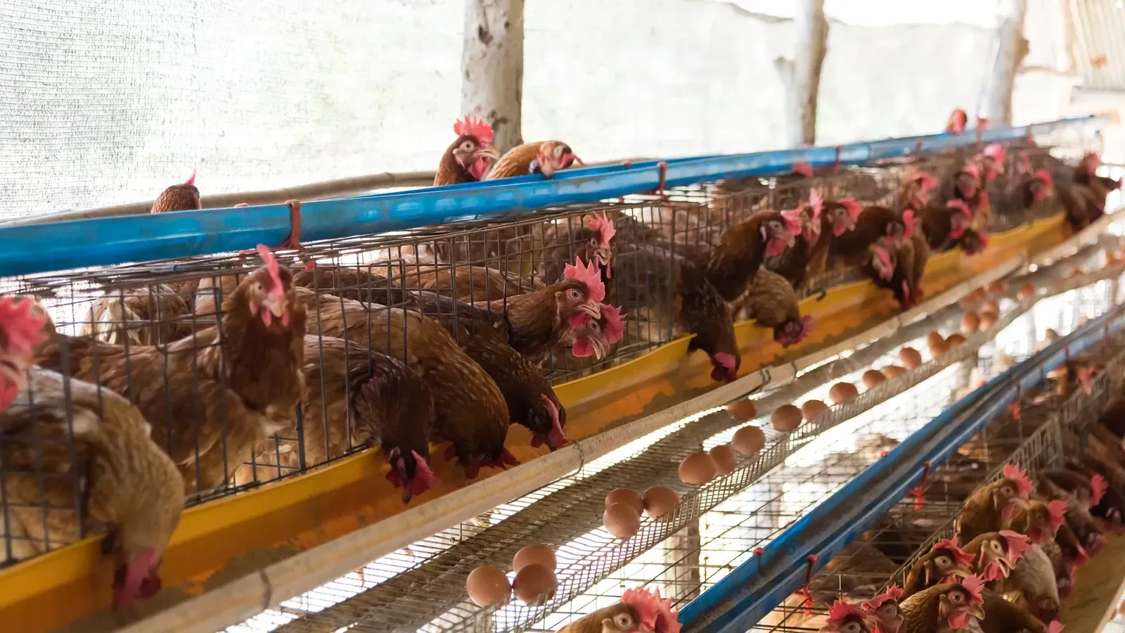 Congo’s $60 Million Food Project Targets Poultry, Fish and Rural Job Growth