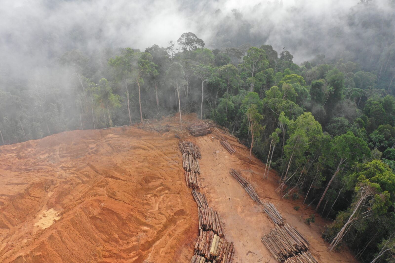 EU Cuts Deforestation Compliance Costs, Raising Stakes For African Exporters Now