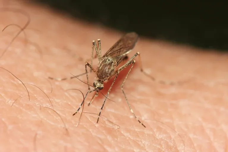Expanding mosquito ranges turn climate adaptation into an urgent public health priority