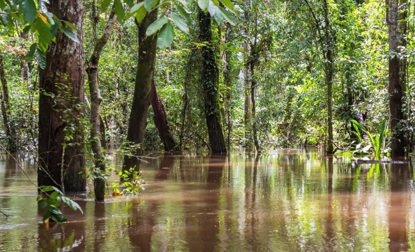 Forests May Matter More Than Assumed in the Fight Against Rising Flood Risk