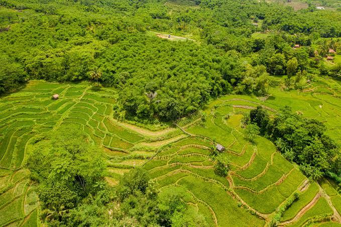 AfDB approves $18.8 million grant to strengthen Ghana's climate-resilient rice sector transformation