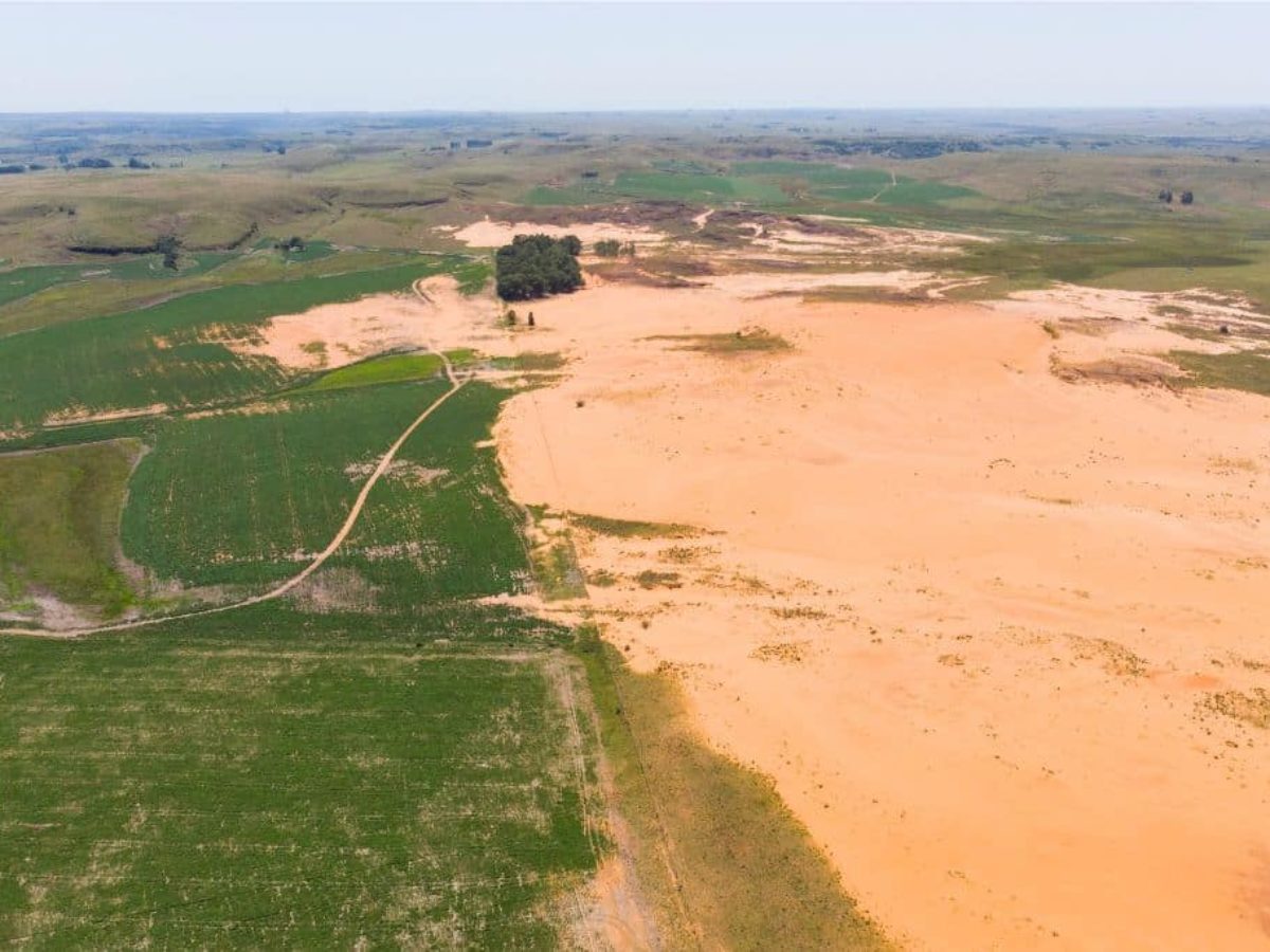 Grasslands Vanish Faster Than Forests, Threatening Africa’s Climate Security