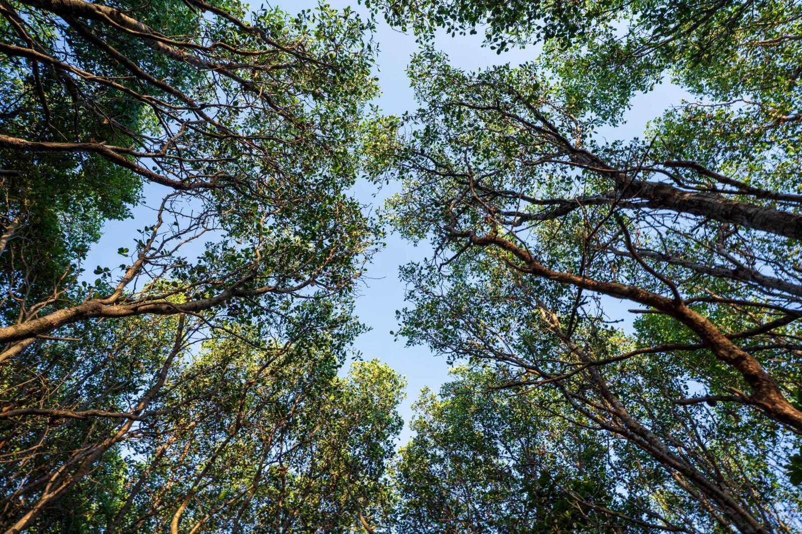 ISSB Nature Reporting Plan Tests Global ESG Disclosure Ambition for African Markets