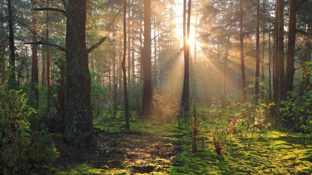 Investors urge dedicated nature standard as ISSB opens global disclosure consultation process