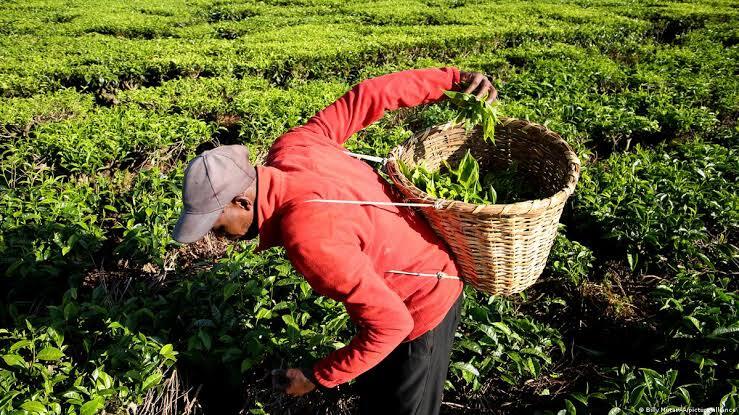 Kenya diversifies tea exports as China and South Africa gain market importance