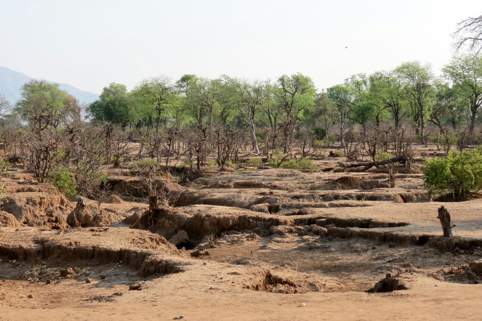 Land Degradation Is Now A Food Security Test For Africa’s Farmers Today