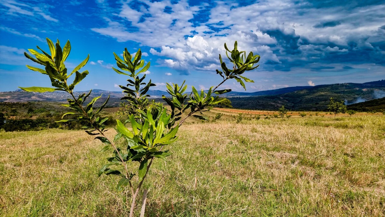 Land Reform Needs Economic Proof Before Africa Can Unlock Shared Prosperity