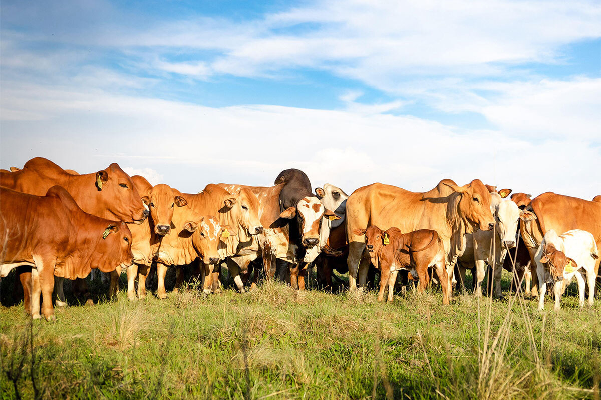 Livestock Genetics Drive Zimbabwe’s Six-Million Cattle Goal Amid Climate And Land Risks