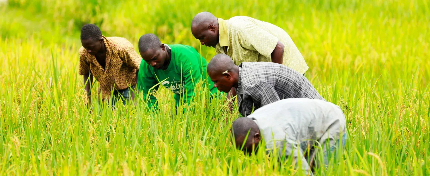 Maboudou Dosso’s Bigger Harvest Shows How Smallholder Support Can Transform A Family