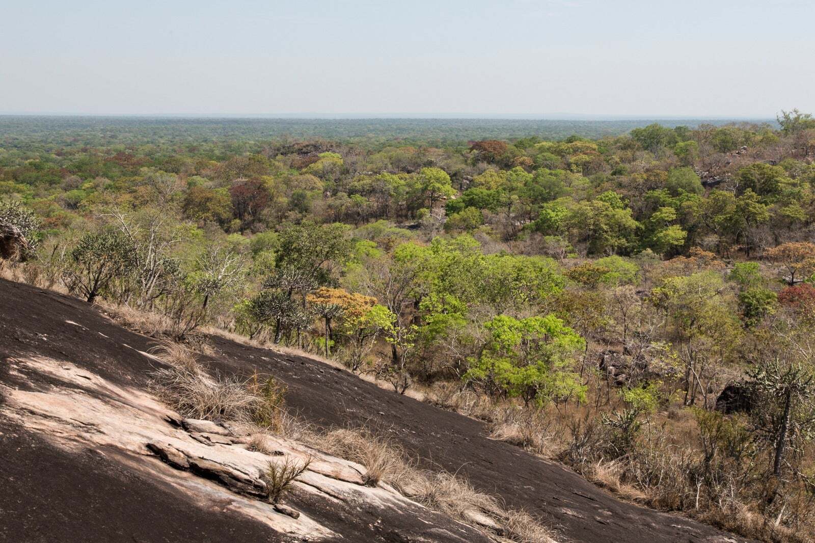 Miombo Alliance Anchors Africa’s Entry Into Article 6 Carbon Markets