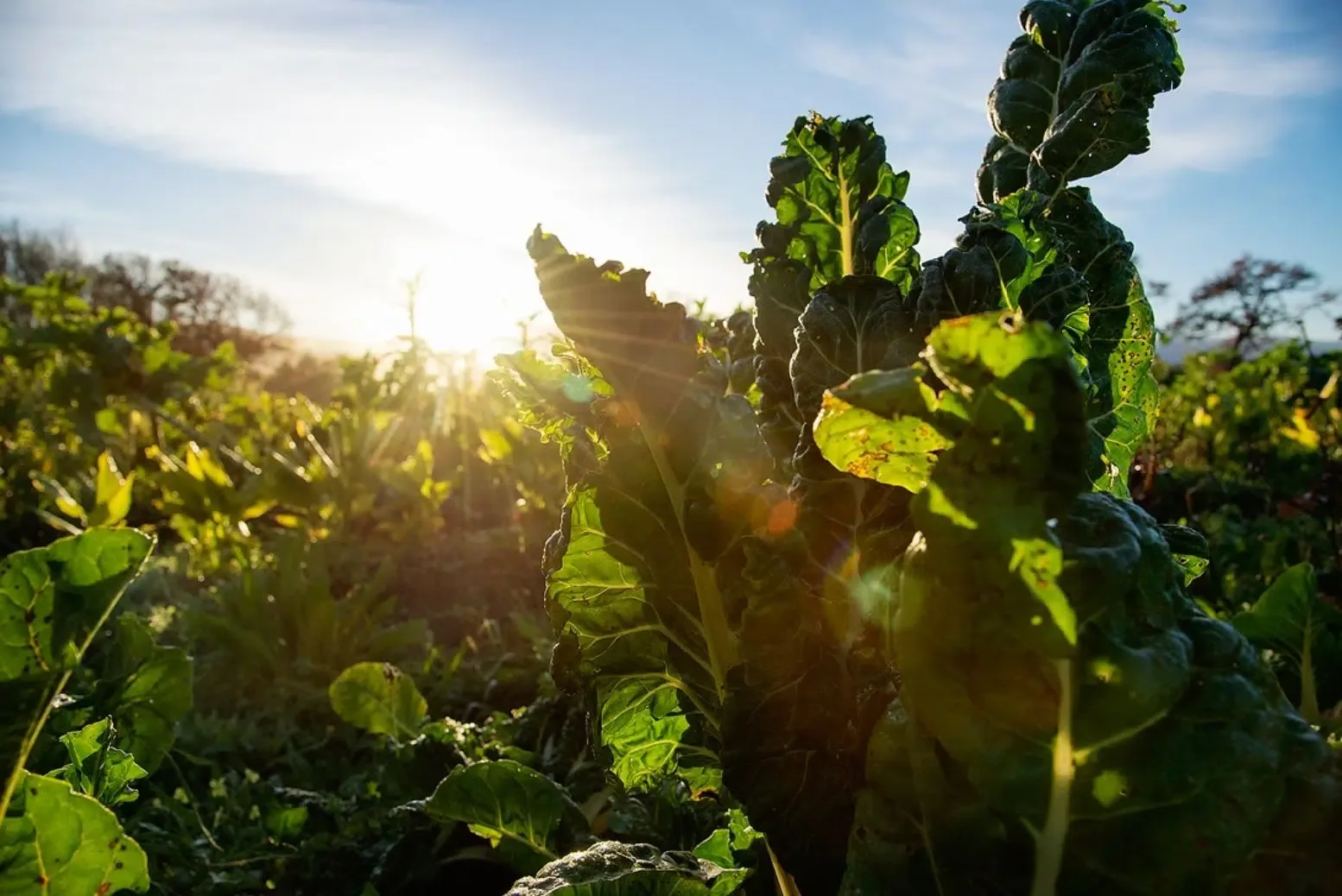 Nature Becomes Investable as African Businesses Reassess Ecosystems and Long-Term Value Today