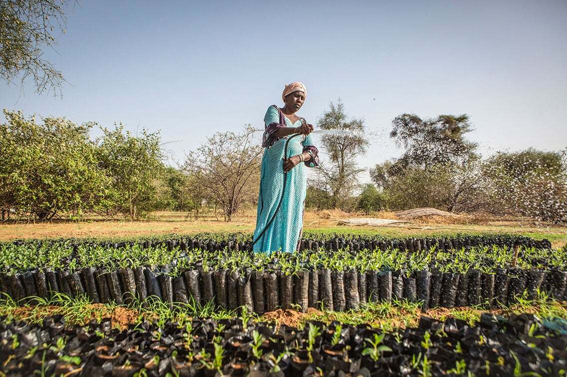 Nature Carbon Markets Face Fresh Tests As African Restoration Finance Opportunities Grow