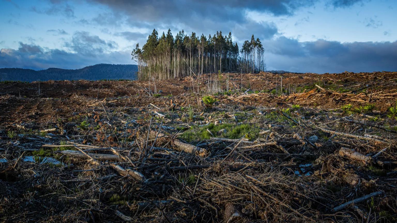 Nature Collapse Is No Longer an Environmental Story; It Is a Financial One