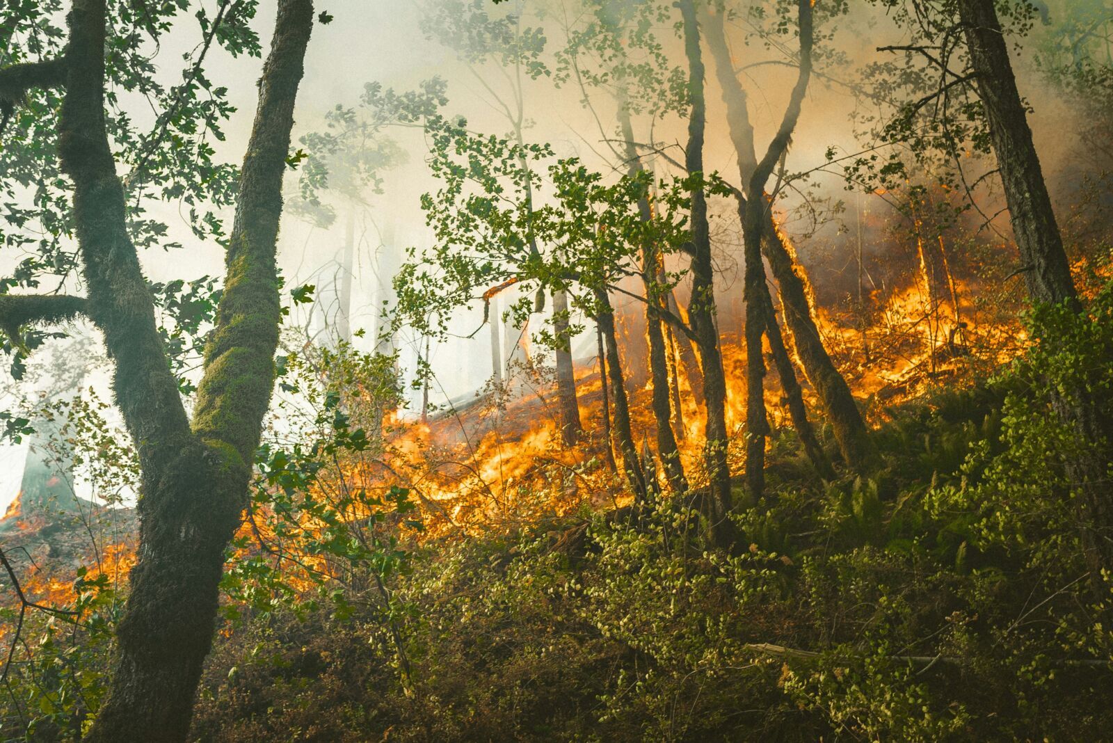 Nature on the Balance Sheet: Why Companies Are Starting to Price the Cost of Environmental Decline