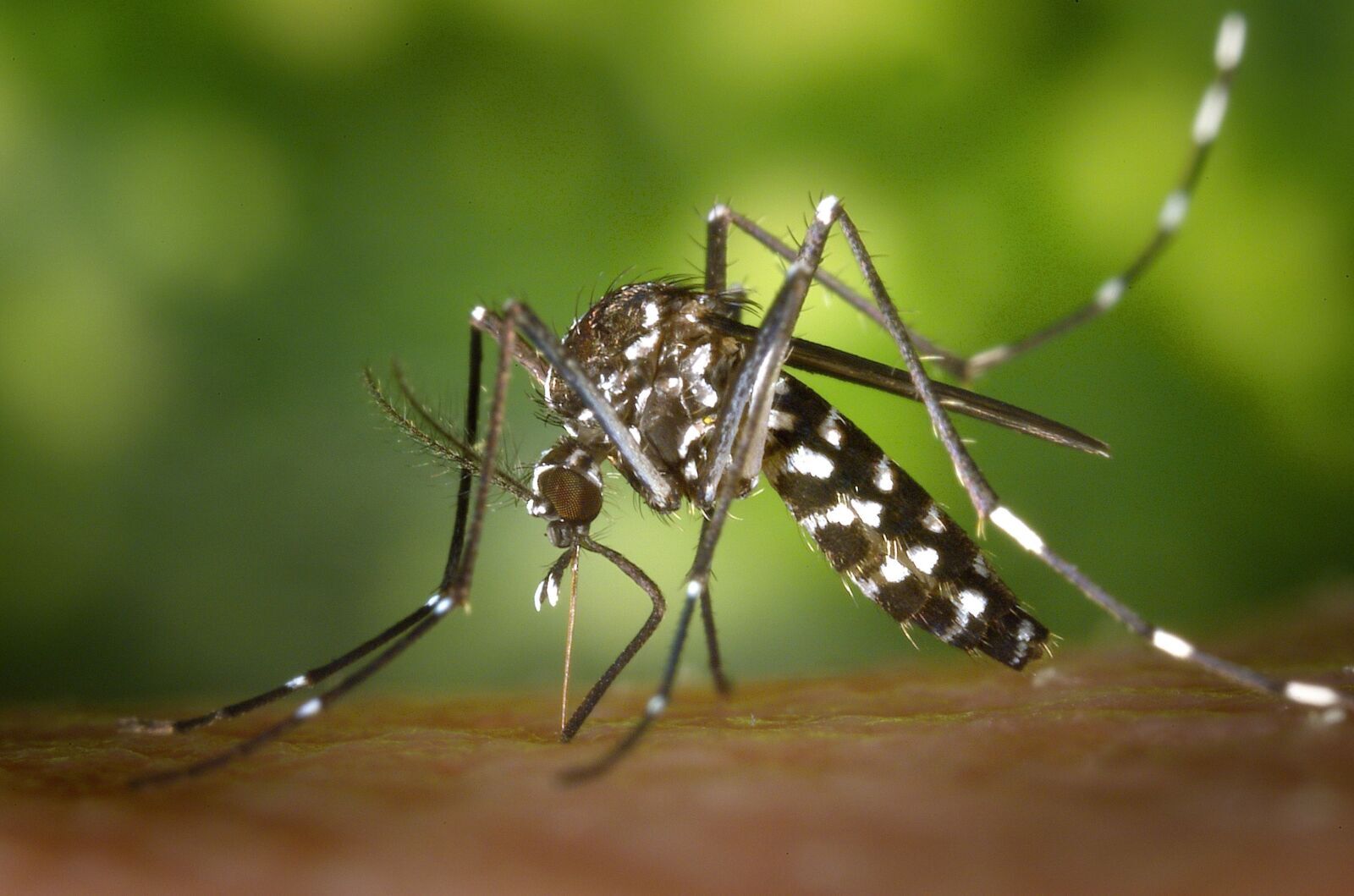 New Global Study Confirms Chikungunya Virus Threatens 1.3 Billion People, Africa Hardest Hit
