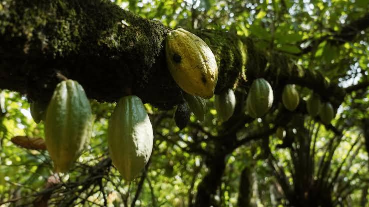Nigeria’s Cocoa Farmers Face an Urgent EU Deforestation Compliance Test This December