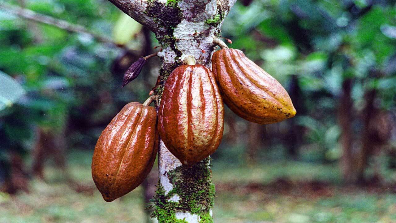Nigeria faces cocoa export risks as European deforestation rules expose traceability gaps – LCCI