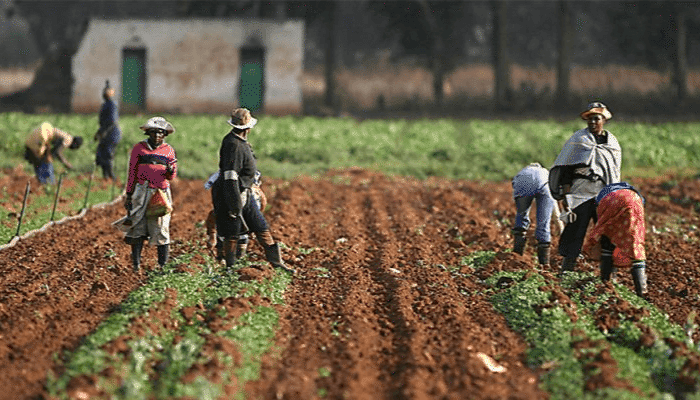 Nigeria farm credit climbs 23% as bank lending priorities continue changing
