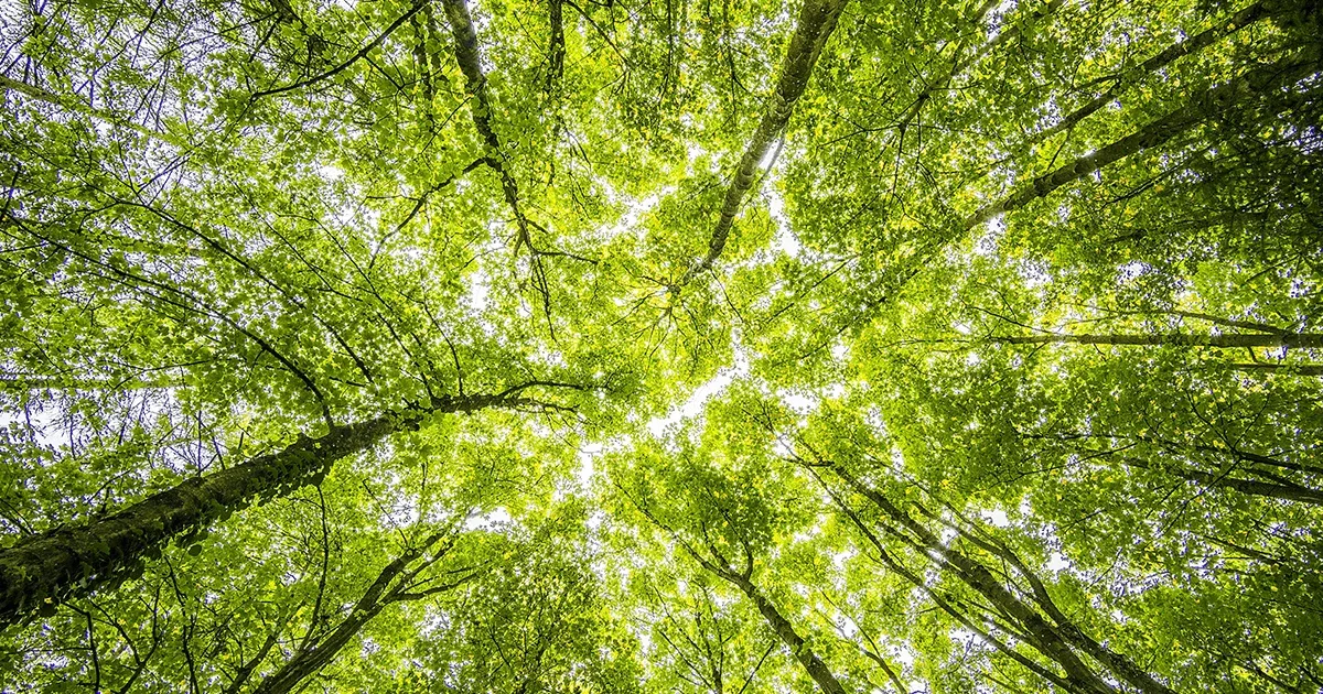 SBTi Net-Zero Rewrite Divides Business Over Flexibility, Delivery and Climate Integrity Worldwide