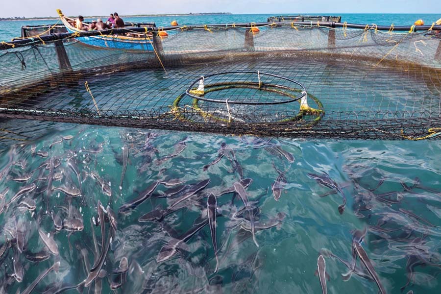 Senegal's $64.9 Million Fish Farming Plan Targets Food Security and Wild Stocks