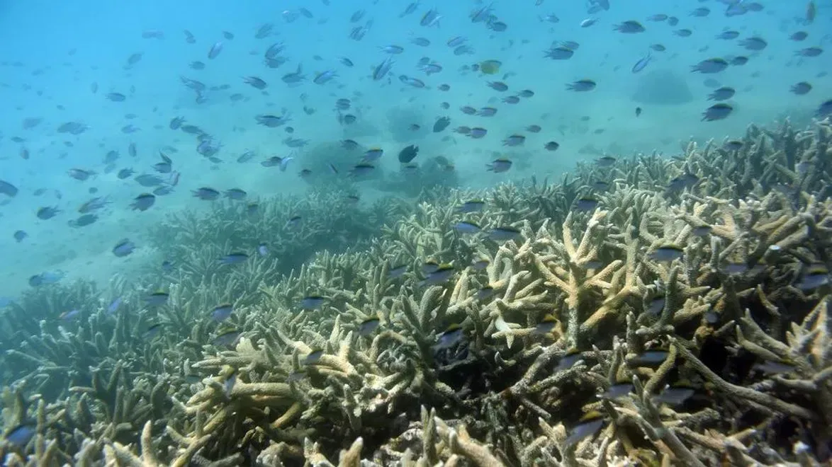 Super El Niño Disrupts Pacific Fisheries and Raises Global Climate Preparedness Stakes