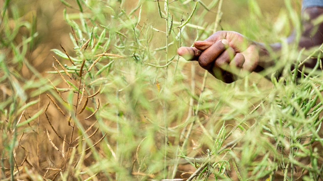 Swedfund Commits $12 Million to Climate-Resilient African Agriculture and Food Systems Fund
