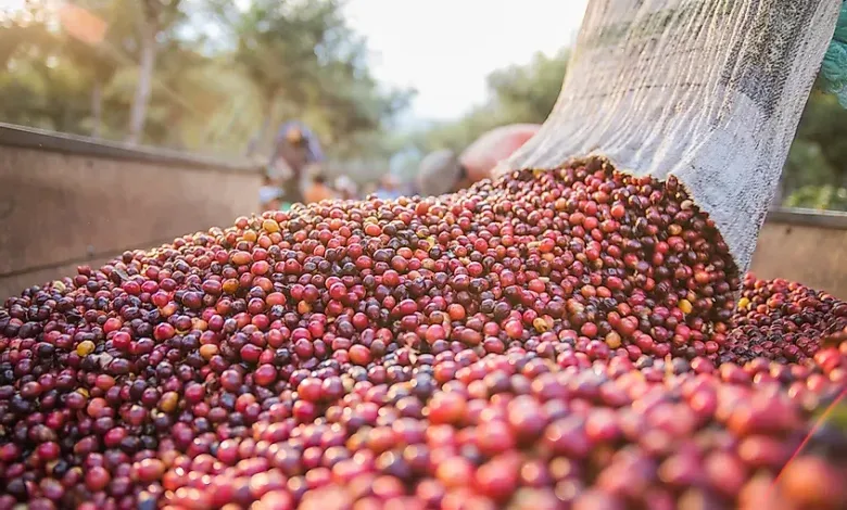 Tanzania Coffee Farmers Target Record Harvest As Higher Prices Reshape Rural Growth