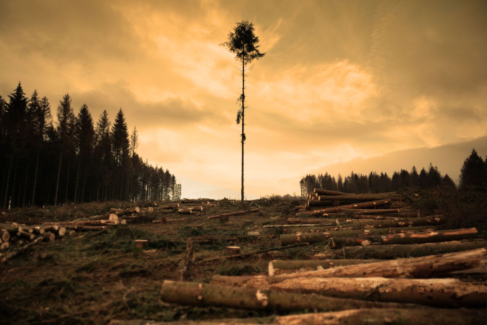 UK Aligns Deforestation Rules With EUDR, Reshaping Global Trade and African Supply Chains Today