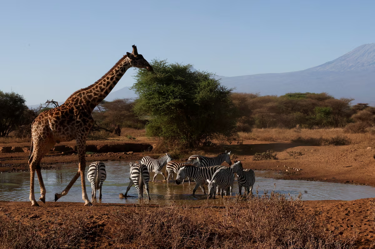 WWF Reports 80% Decline in Africa’s Regional Index as Conservation Recoveries Offer Renewed Opportunities