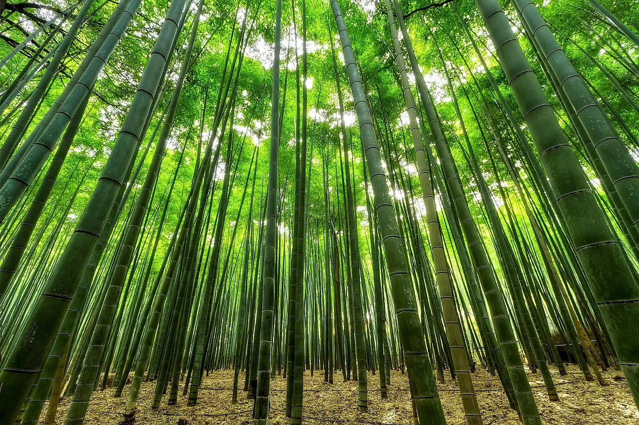 Can Forests, Nitrogen and Clean Air Rescue Economic Stability?