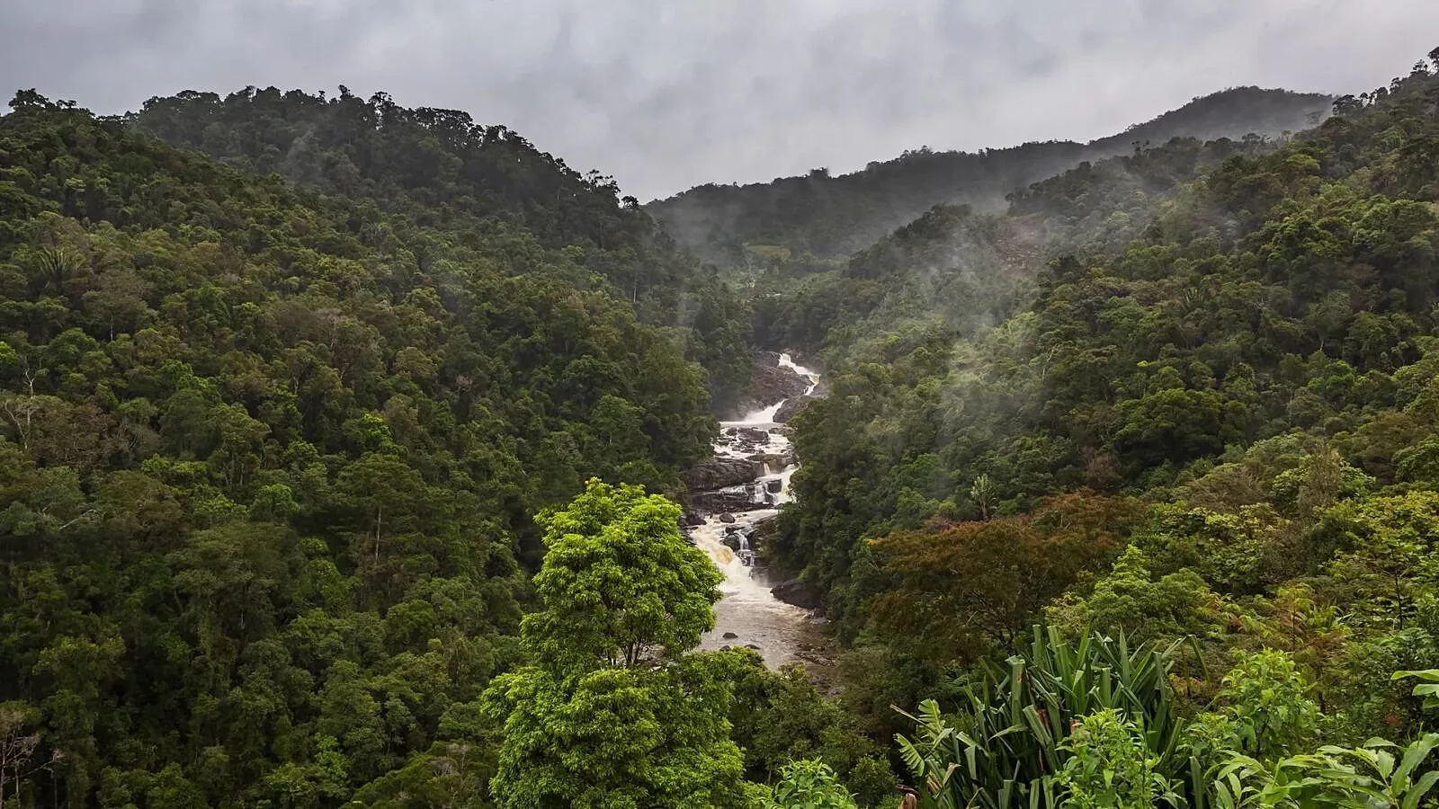Understanding Carbon Credit Types And Why They Matter For Africa’s Climate Markets