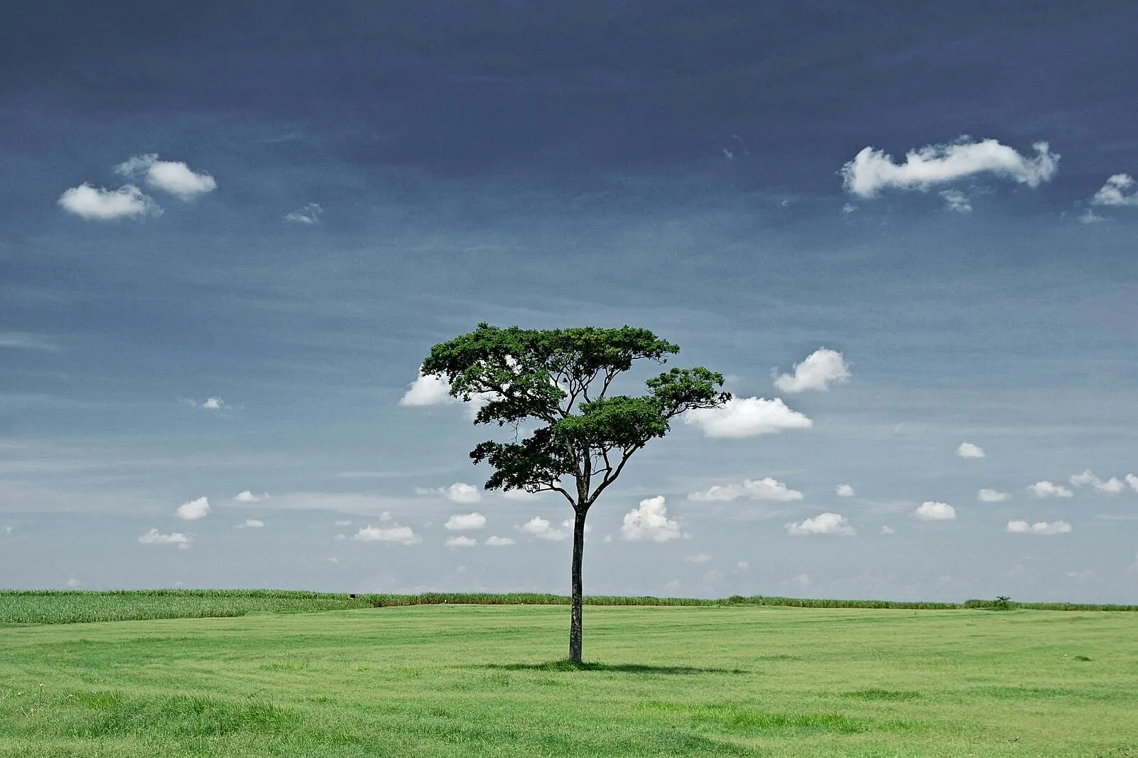 Africa’s Green Wealth Must Count In New GDP and Climate Finance Rules