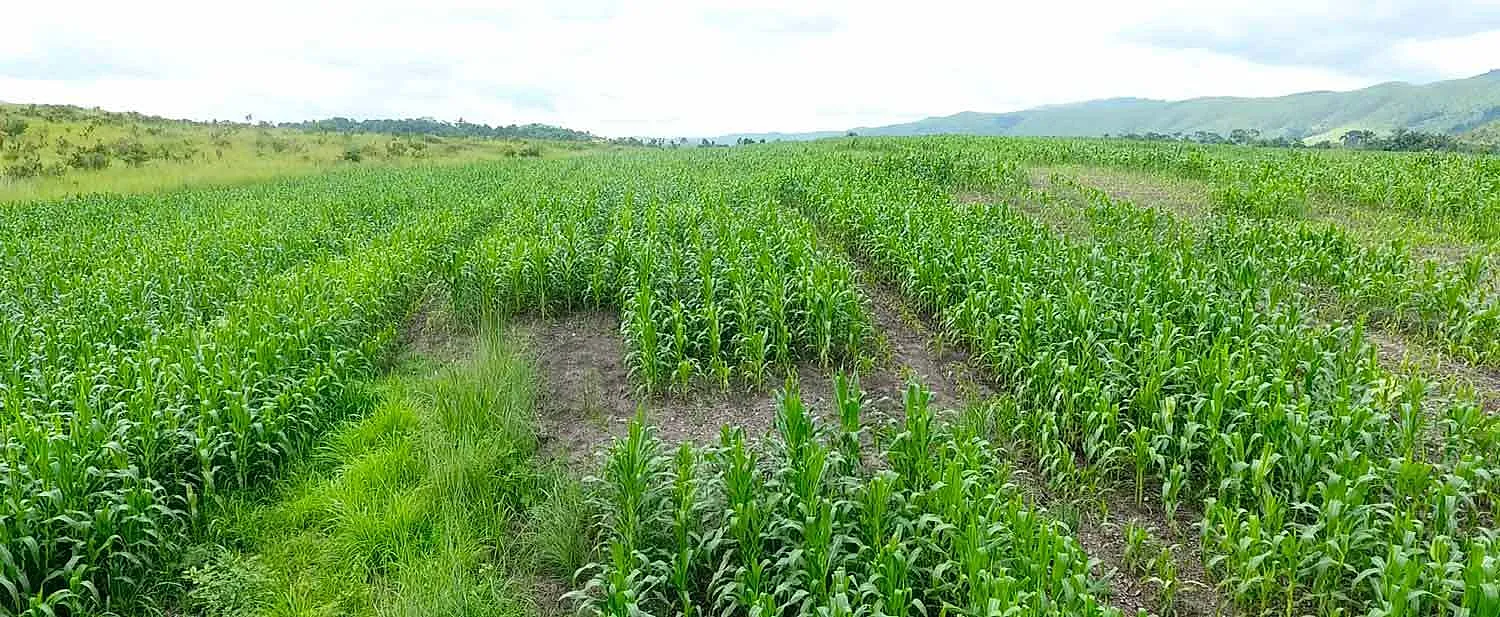 Congo’s Green Revolution Turns Rural Farming Into an Economic Transformation Story