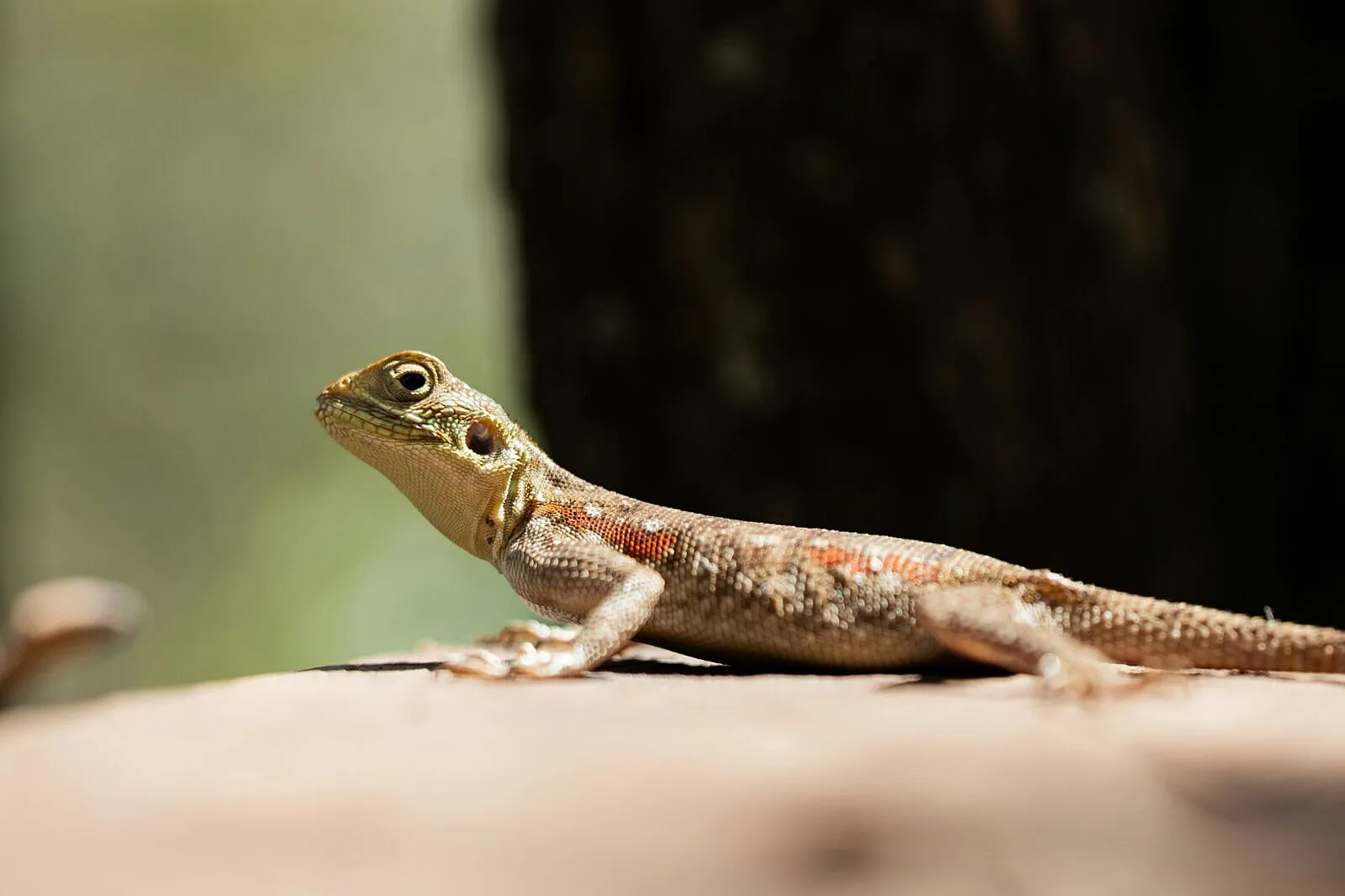 Kenya’s Reptile Export Boom Raises New Wildlife Governance And Biosecurity Questions Today