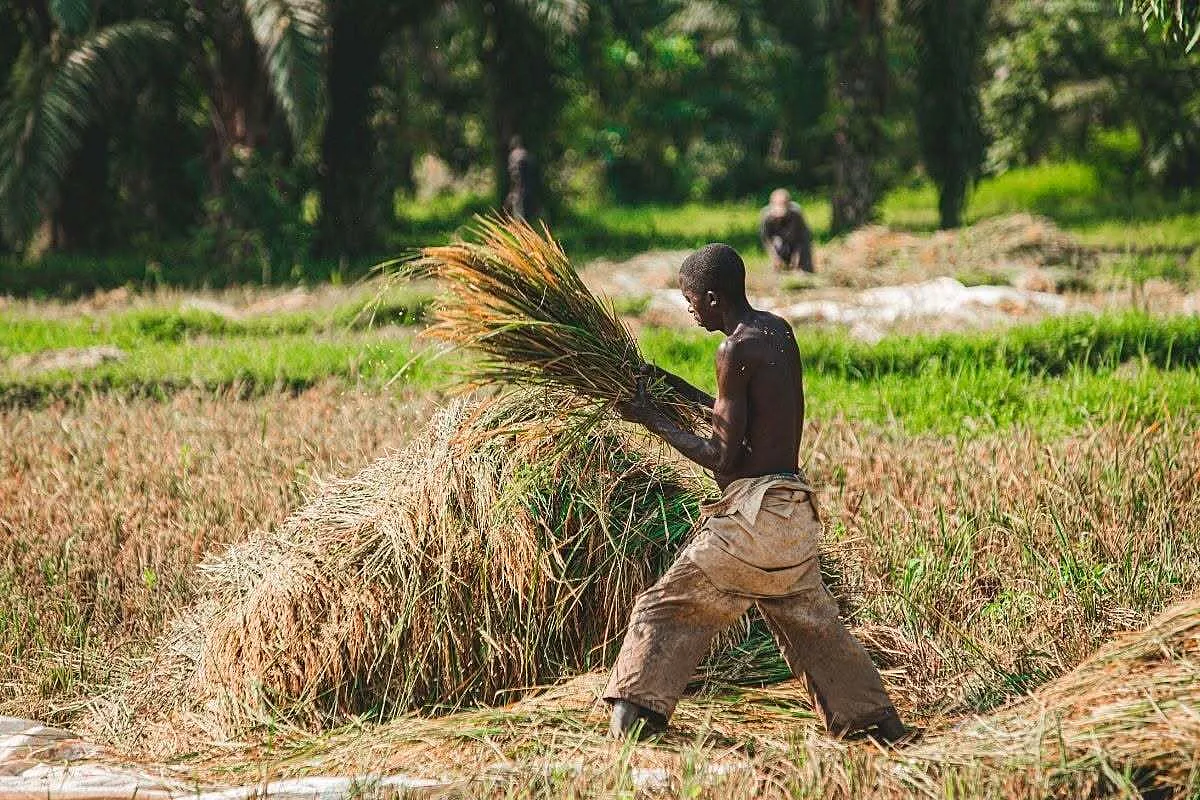 Nigeria's Crops Are Sounding the Alarm. Is Anyone Listening?