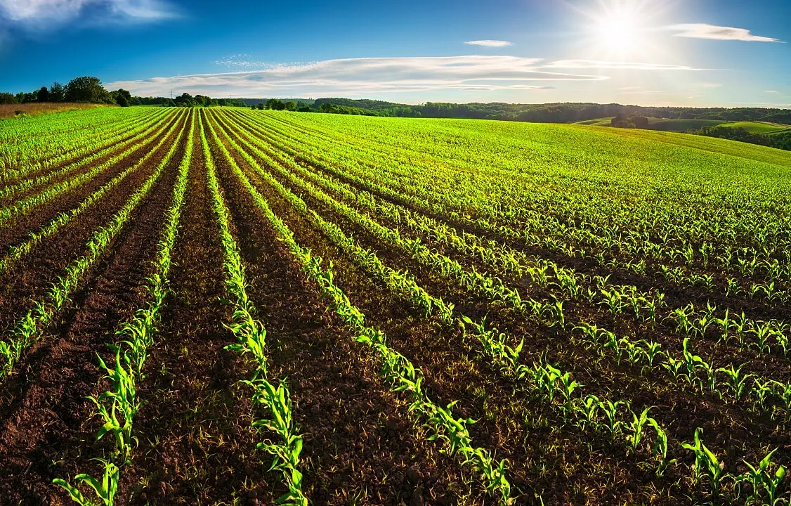 AI in African Agriculture Must Empower Smallholders, Not Entrench a New Digital Divide