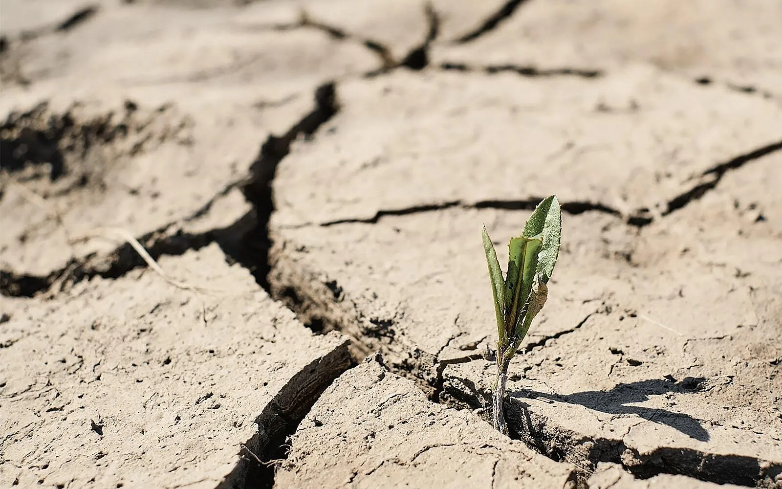 $225 Billion in Exposure: How Water Stress and Invasive Species Are Already Reshaping Corporate