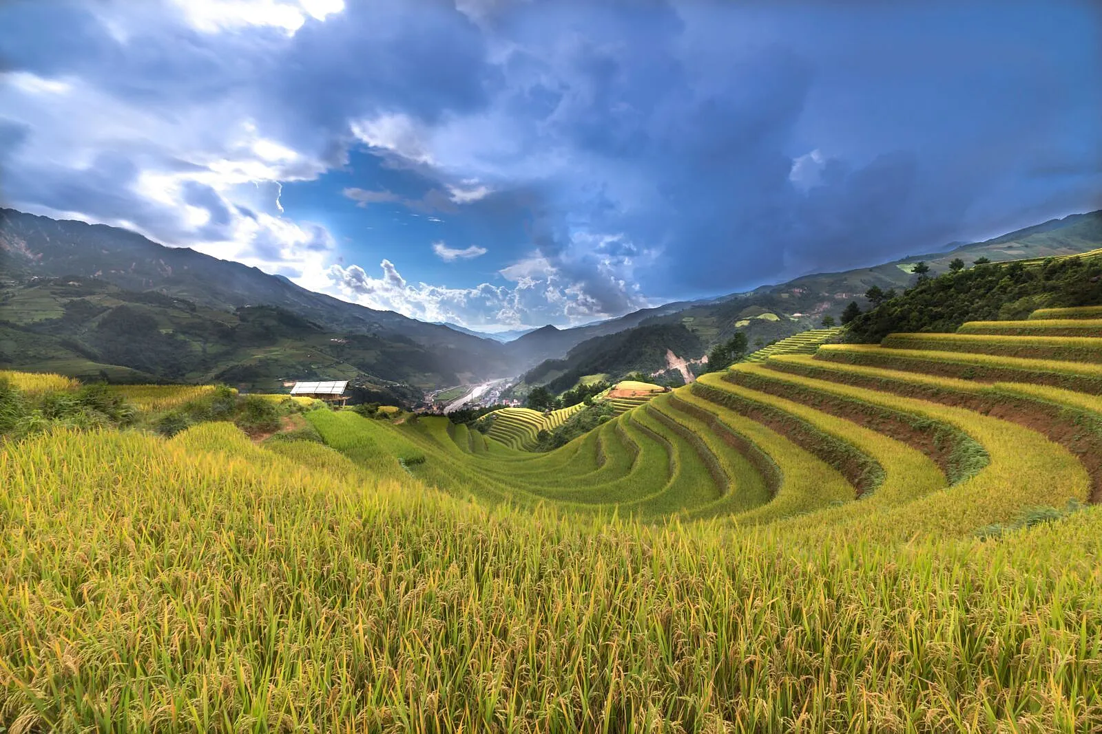 Rice Biostimulants Show How Agriculture Can Cut Emissions While Raising Yields