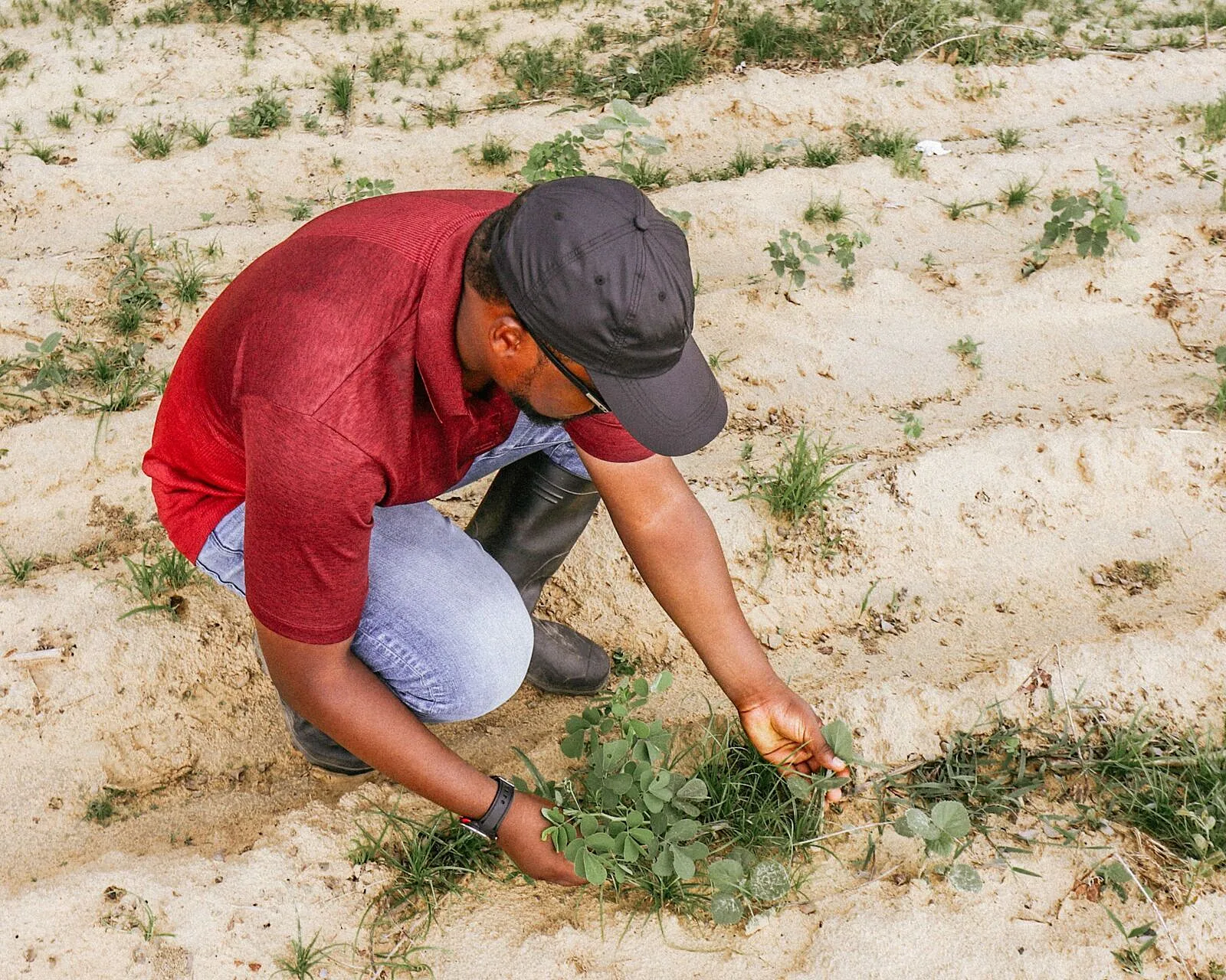 Timely Pest Alerts Linked To Higher African Farm Yields, Incomes and Resilience