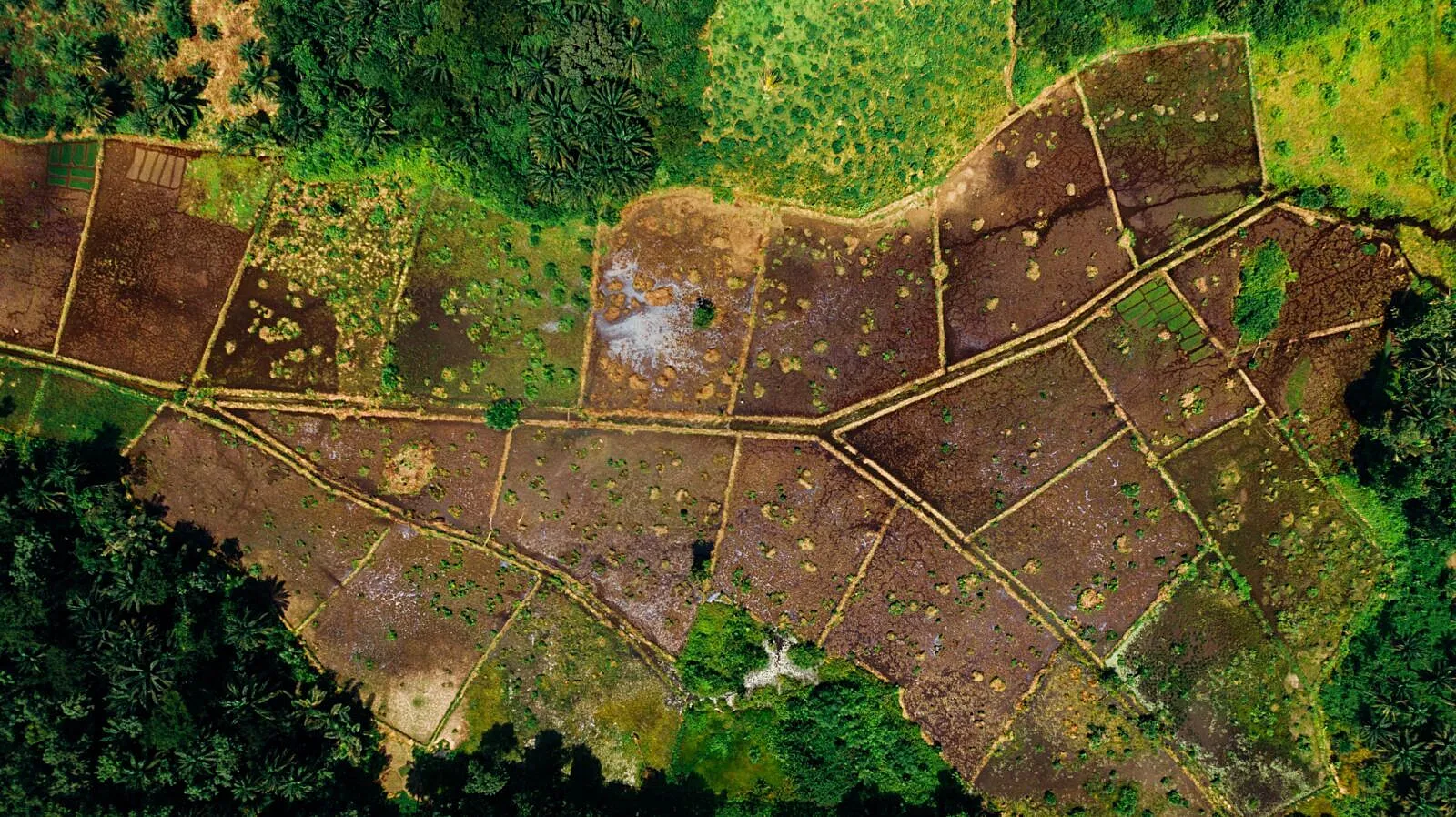 NatureHelm and New Forests Test Seven Metrics to Make Nature Investable Globally