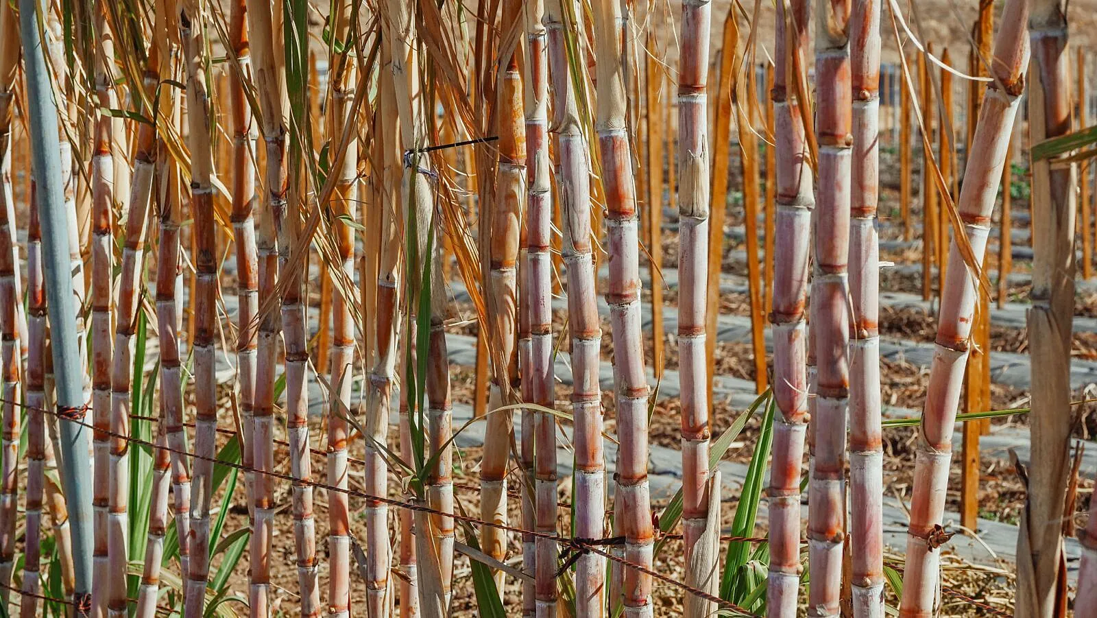 TNFD Guidance Brings Nature, Traceability and Water Risk Into Alternative Fuels Markets